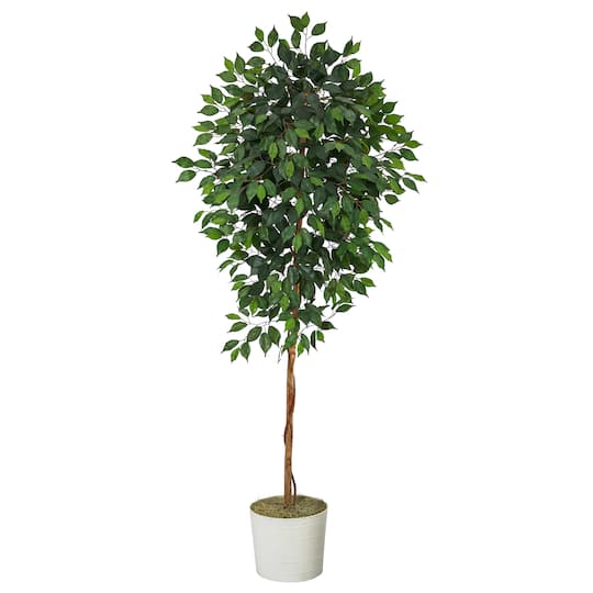 6ft. Ficus Tree in White Tin Planter
